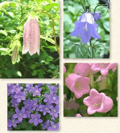 カンパニュラの仲間