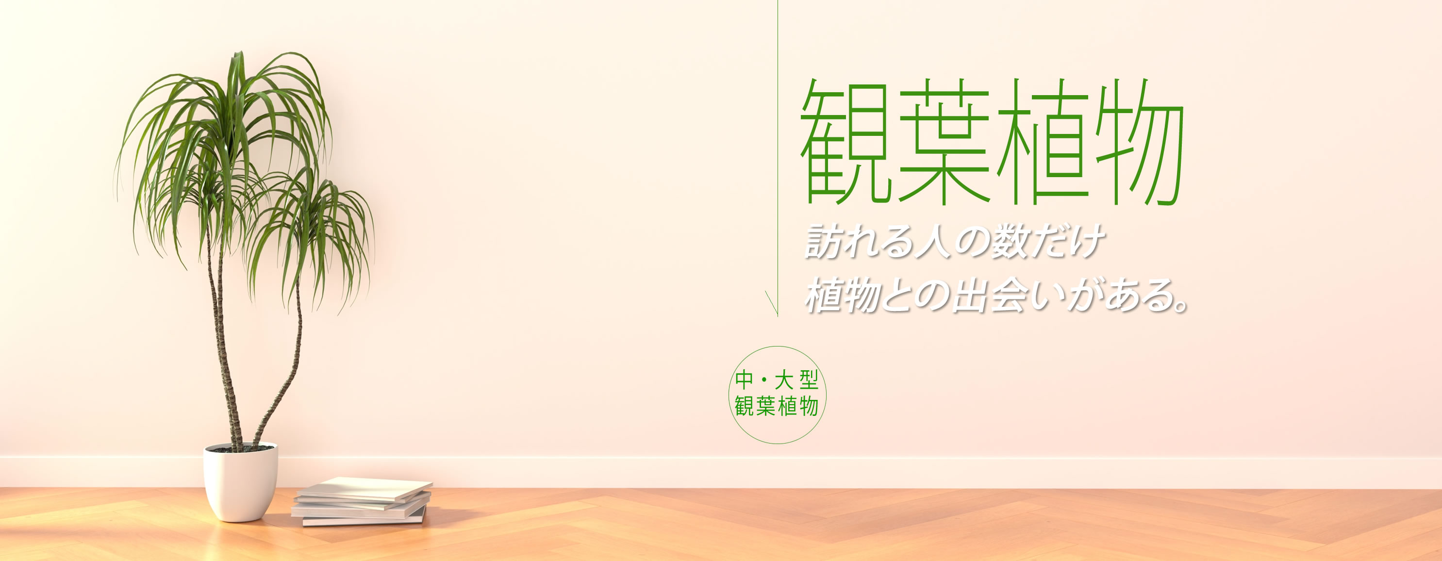 ギフト用鉢植え観葉植物カテゴリー、鉢植えのお花、観葉、多肉の通販専門店