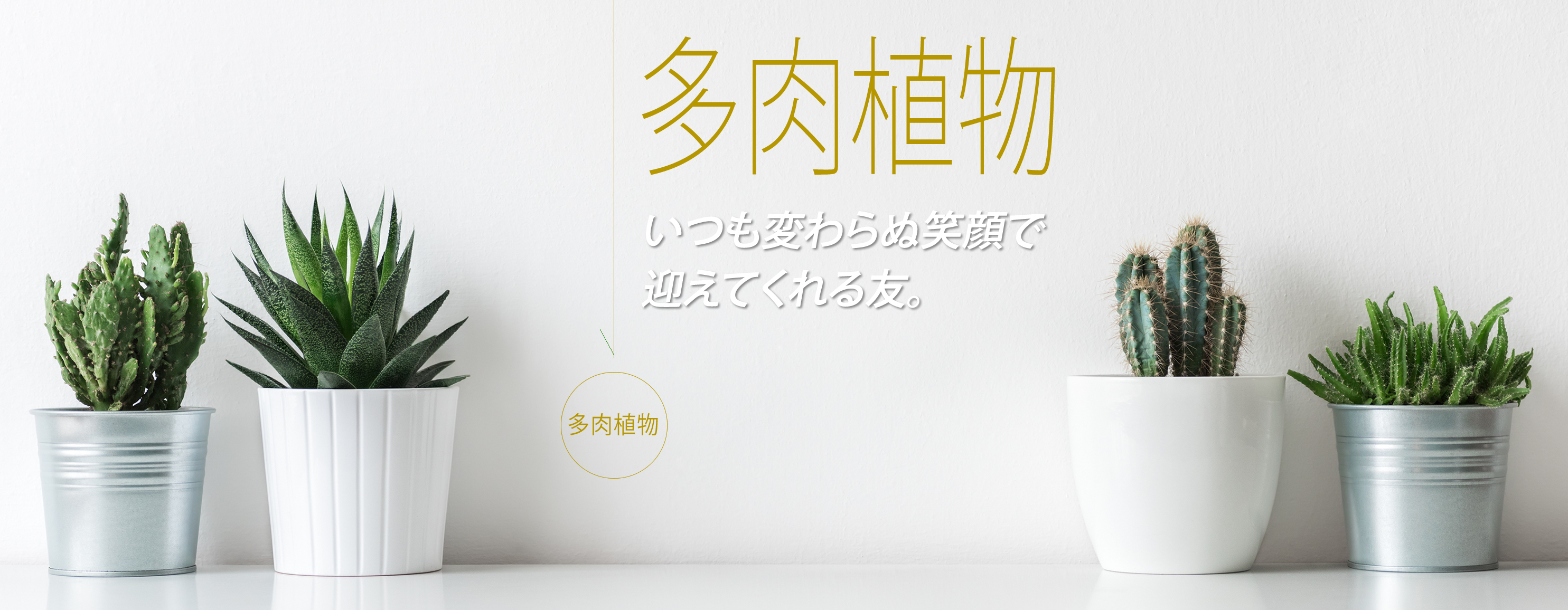 ギフト用多肉植物カテゴリー、鉢植えのお花、観葉、多肉の通販専門店