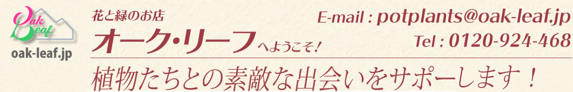 鉢植えのお花、観葉、多肉の通販専門店「オーク・リーフ」です