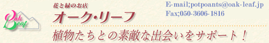 鉢植えのお花、観葉、多肉の通販専門店「オーク・リーフ」です